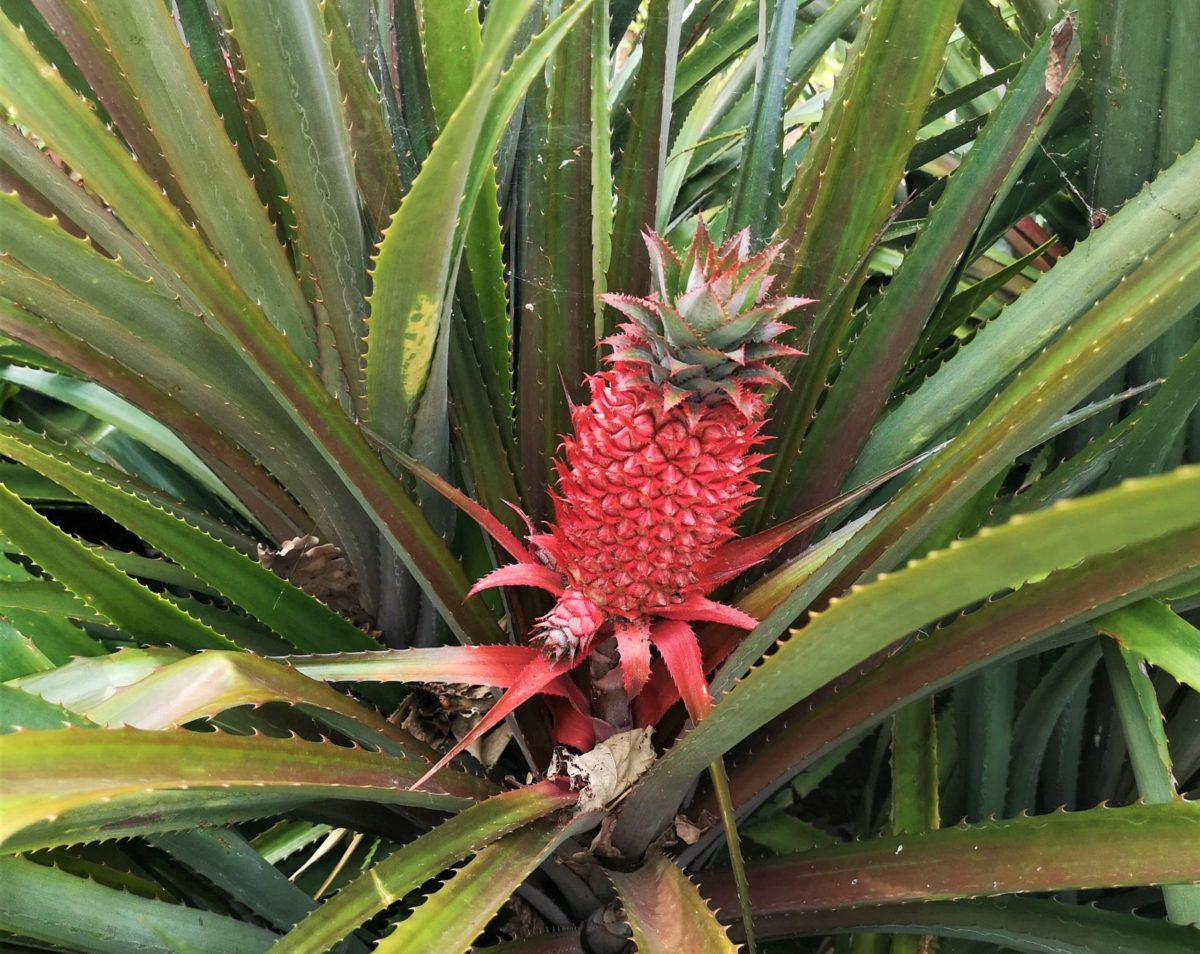 Rejtett csodák Madeirán Lindával, Botanikus Kert ananász